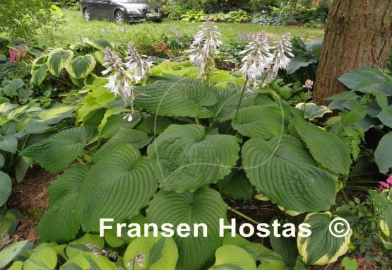 Hosta Niagara Falls